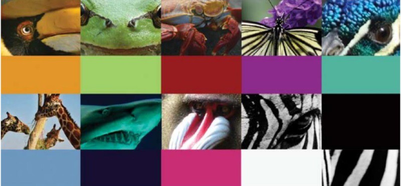 brandbook